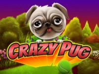 Crazy Pug